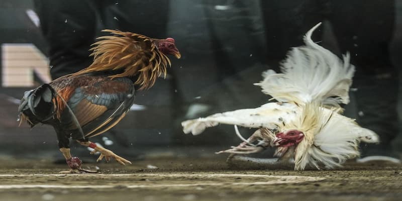 Cá cược đá gà 88CLB là điểm dừng chân lý tưởng cho hội viên trong năm 2025 Cá cược đá gà 88CLB là điểm dừng chân lý tưởng cho hội viên trong năm 2025