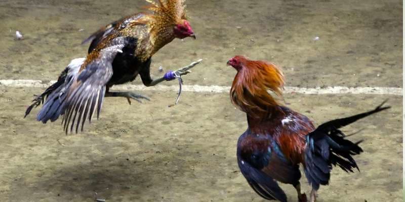 Tìm hiểu về các chiến kê cũng là một nội dung quan trọng mà cược thủ không nên bỏ lỡ Tìm hiểu về các chiến kê cũng là một nội dung quan trọng mà cược thủ không nên bỏ lỡ