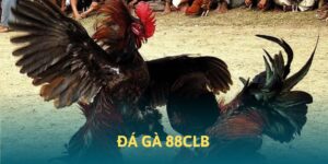 Đá gà 88CLB - Bí kíp chọn gà chuẩn không cần chỉnh