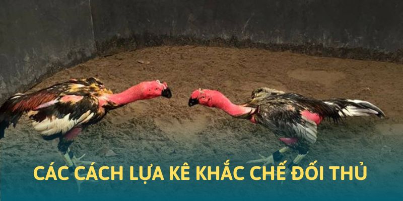 Cách thức lựa kê khắc chế đối phương trong khi cá độ tại 88CLB Cách thức lựa kê khắc chế đối phương trong khi cá độ tại 88CLB