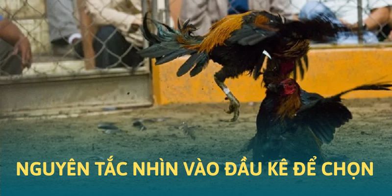 Nguyên tắc nhìn vào đầu kê để chọn Nguyên tắc nhìn vào đầu kê để chọn