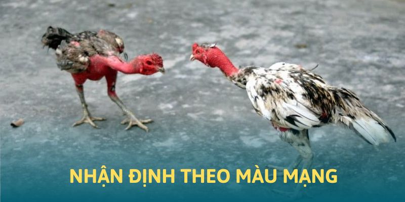 Nhận định kê chọi hay tại đá gà 88clb theo màu mạng Nhận định kê chọi hay tại đá gà 88clb theo màu mạng