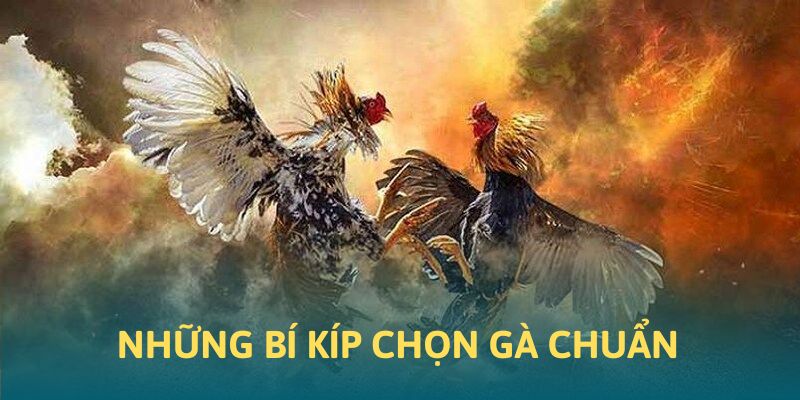 Những bí kíp chọn gà chính xác khi chơi tại 88CLB Những bí kíp chọn gà chính xác khi chơi tại 88CLB