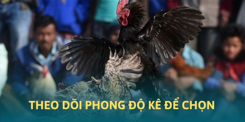 Theo dõi phong độ thi đấu để chọn kê chọi hay Theo dõi phong độ thi đấu để chọn kê chọi hay
