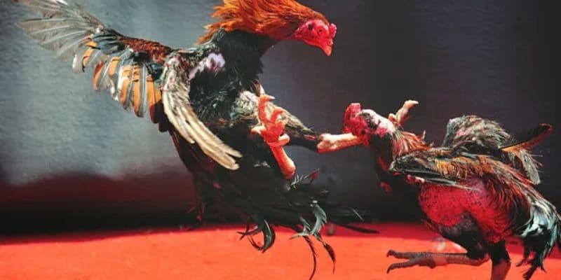 Quy trình tham gia cá cược được 88CLB trực tuyến hướng dẫn vô cùng chi tiết Quy trình tham gia cá cược được 88CLB trực tuyến hướng dẫn vô cùng chi tiết