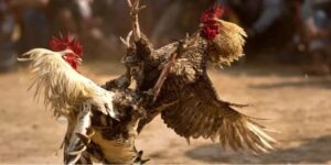 Hướng Dẫn Chơi Đá Gà Trực Tiếp Tại Nền Tảng 88CLB