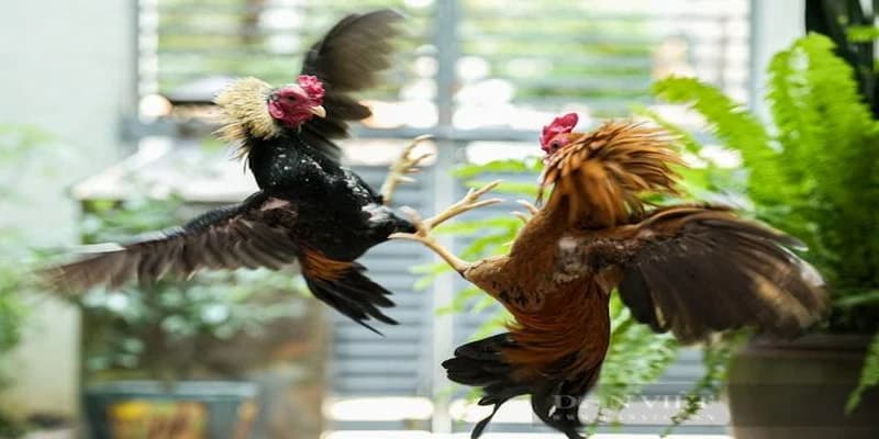 Bỏ túi một vài kinh nghiệm để đầu tư đá trực tiếp hiệu quả, chính xác hơn Bỏ túi một vài kinh nghiệm để đầu tư đá trực tiếp hiệu quả, chính xác hơn