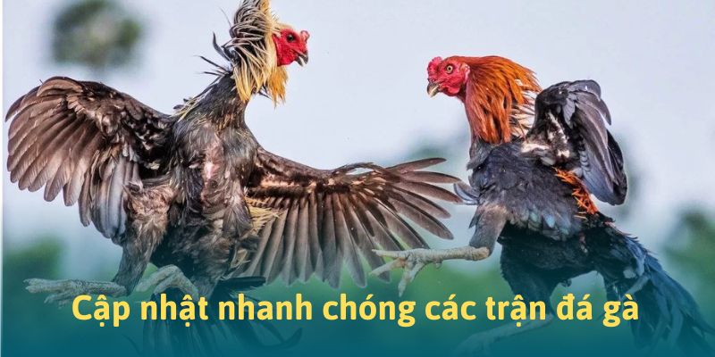 Cập nhật nhanh chóng các trận đá gà tại 88CLB Cập nhật nhanh chóng các trận đá gà tại 88CLB
