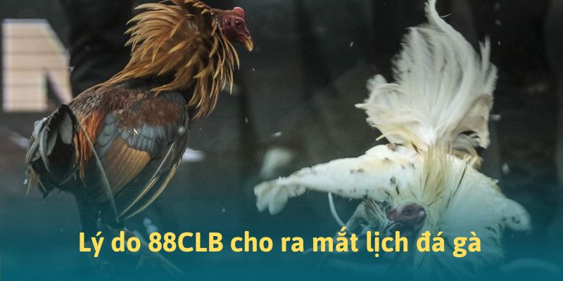 Lý do 88CLB công bố lịch đá gà Lý do 88CLB công bố lịch đá gà
