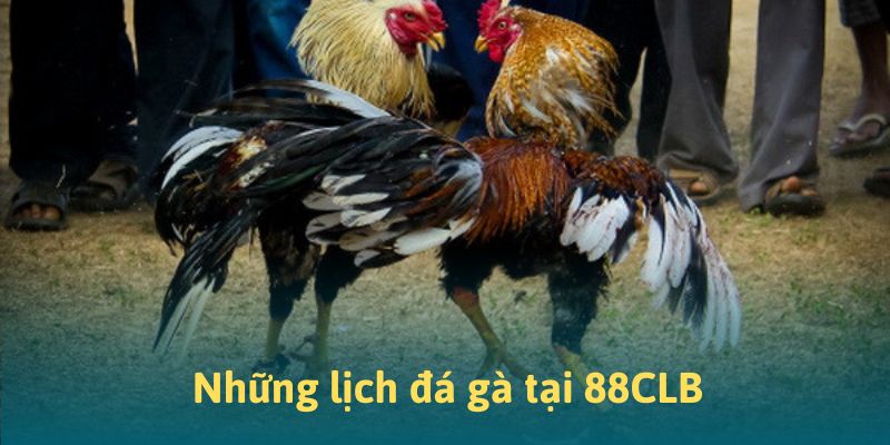 Những kế hoạch đá gà tại 88CLB Những kế hoạch đá gà tại 88CLB