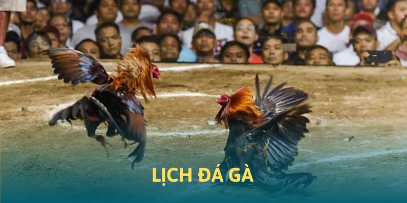 Lịch Thi Đấu Đá Gà Hot Nhất 2025 Tại 88CLB
